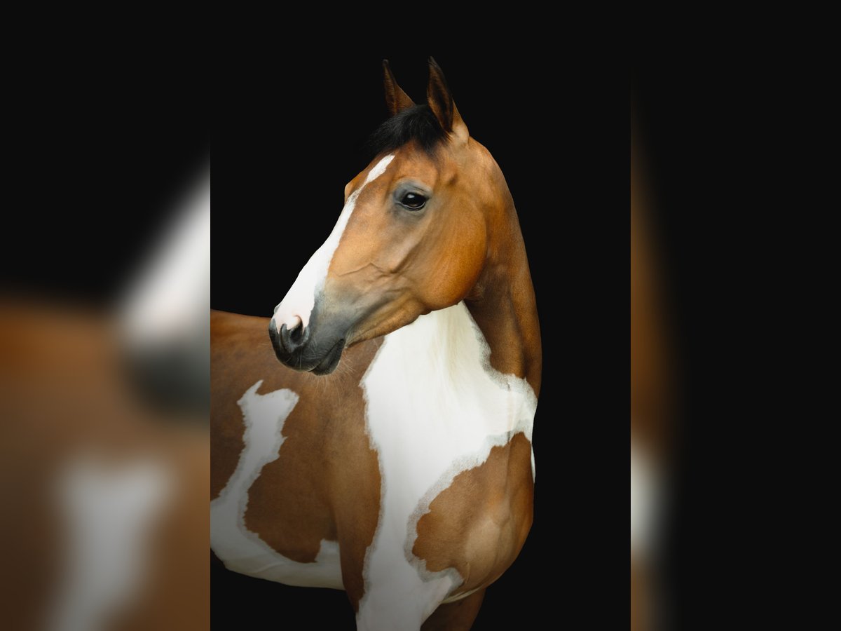 Other Breeds Stallion 6 years 14,2 hh Pinto in GROTE-BROGEL
