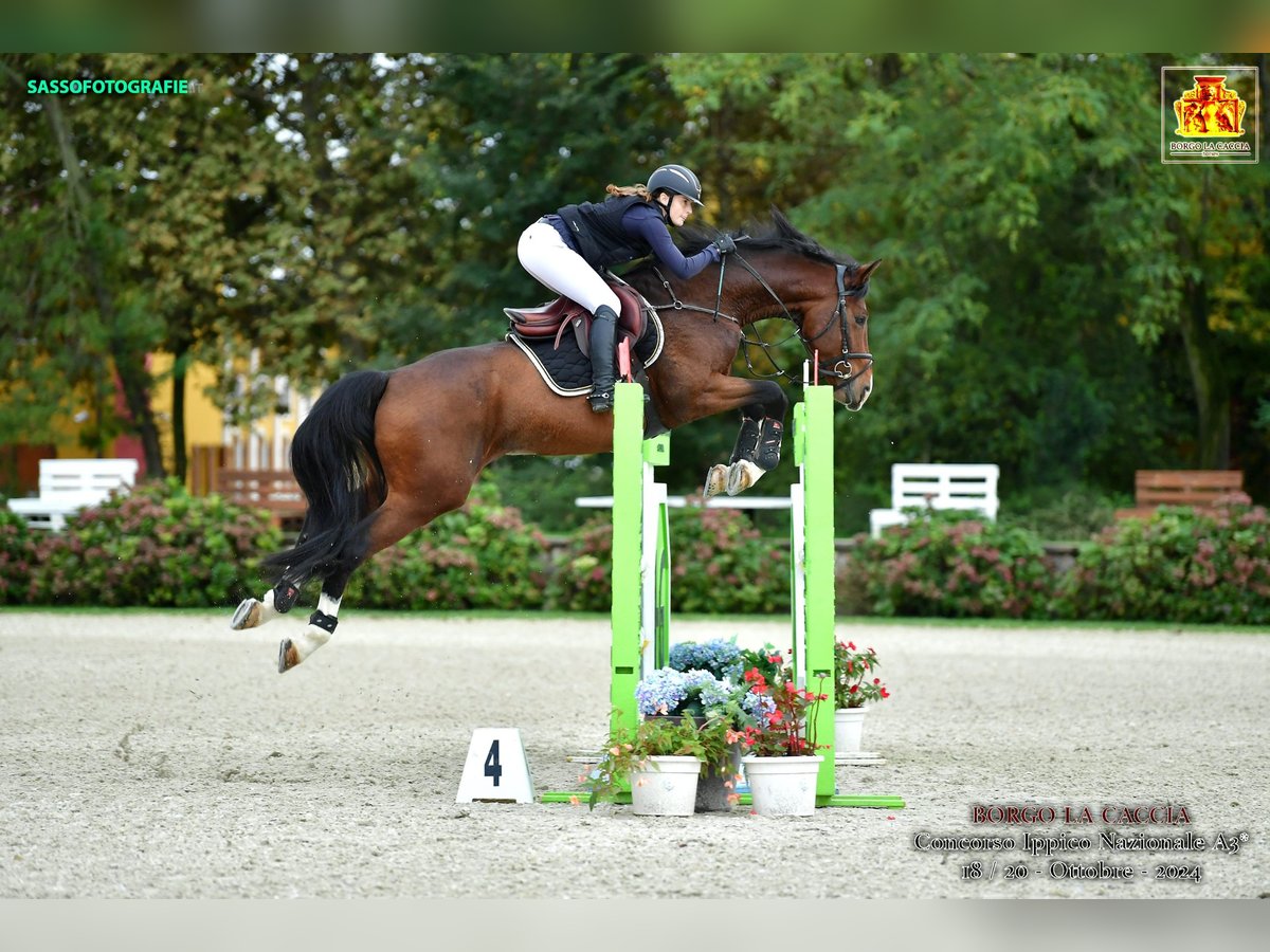 Other Breeds Stallion 6 years 16,1 hh in Radovljica