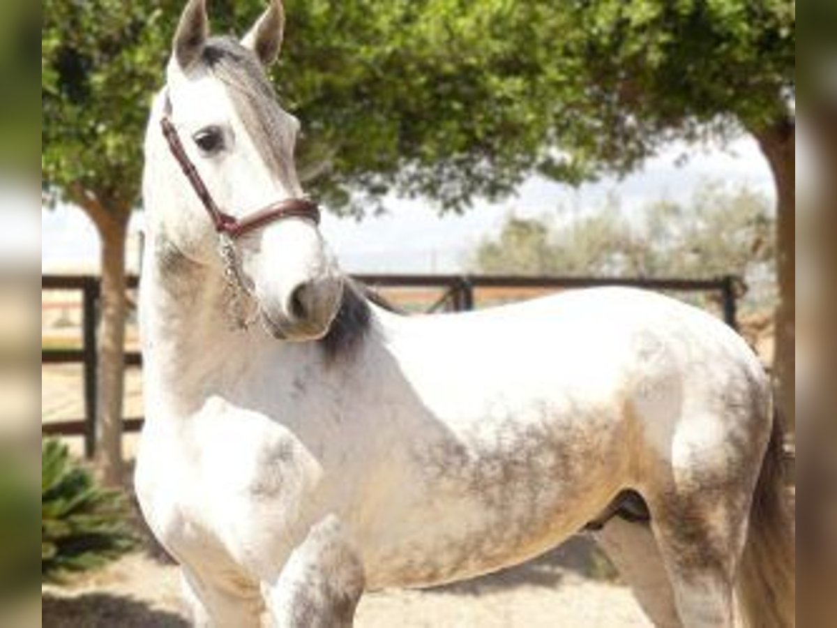 Other Breeds Mix Stallion 6 years 16 hh Gray in Alicante