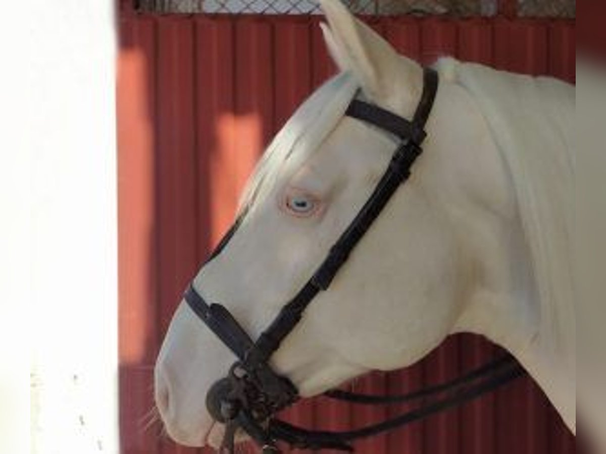 Other Breeds Mix Stallion 7 years 15,1 hh Overo-all-colors in Gijon