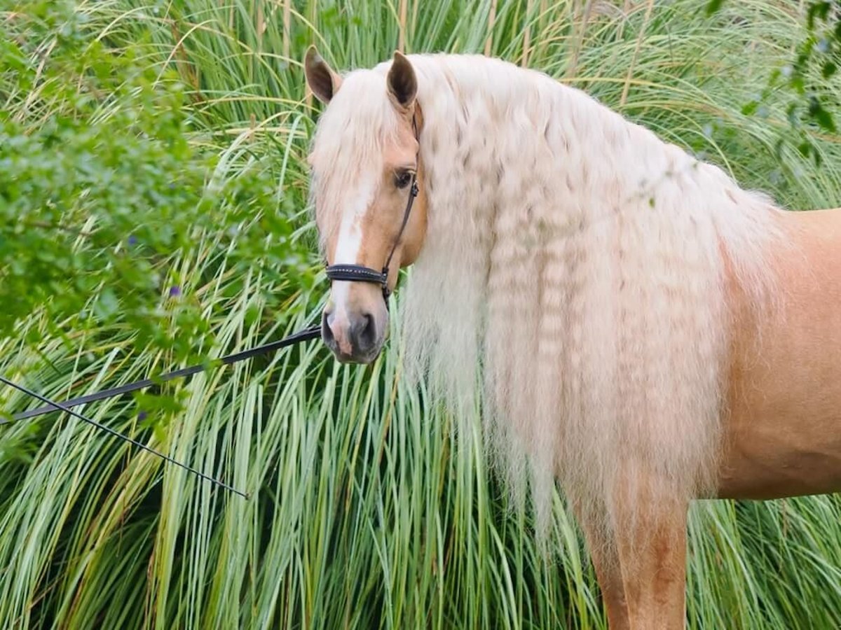 Other Breeds Mix Stallion 8 years 16,1 hh Palomino in Navas Del Madroño