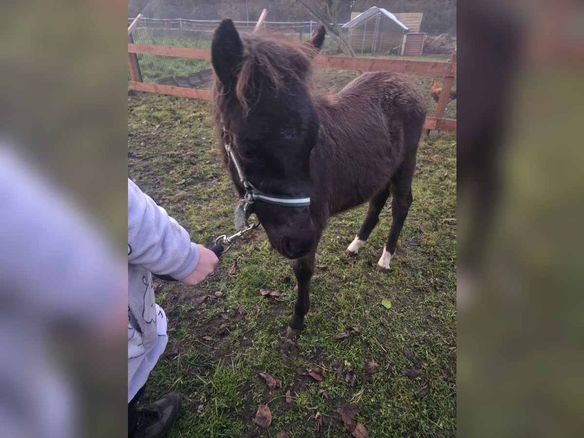 Other Breeds Stallion Foal (01/2024) 11,2 hh Black in Bassum