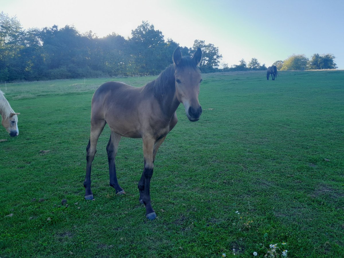 Other Breeds Mix Stallion Foal (04/2025) 14,2 hh Brown in Tasnovice