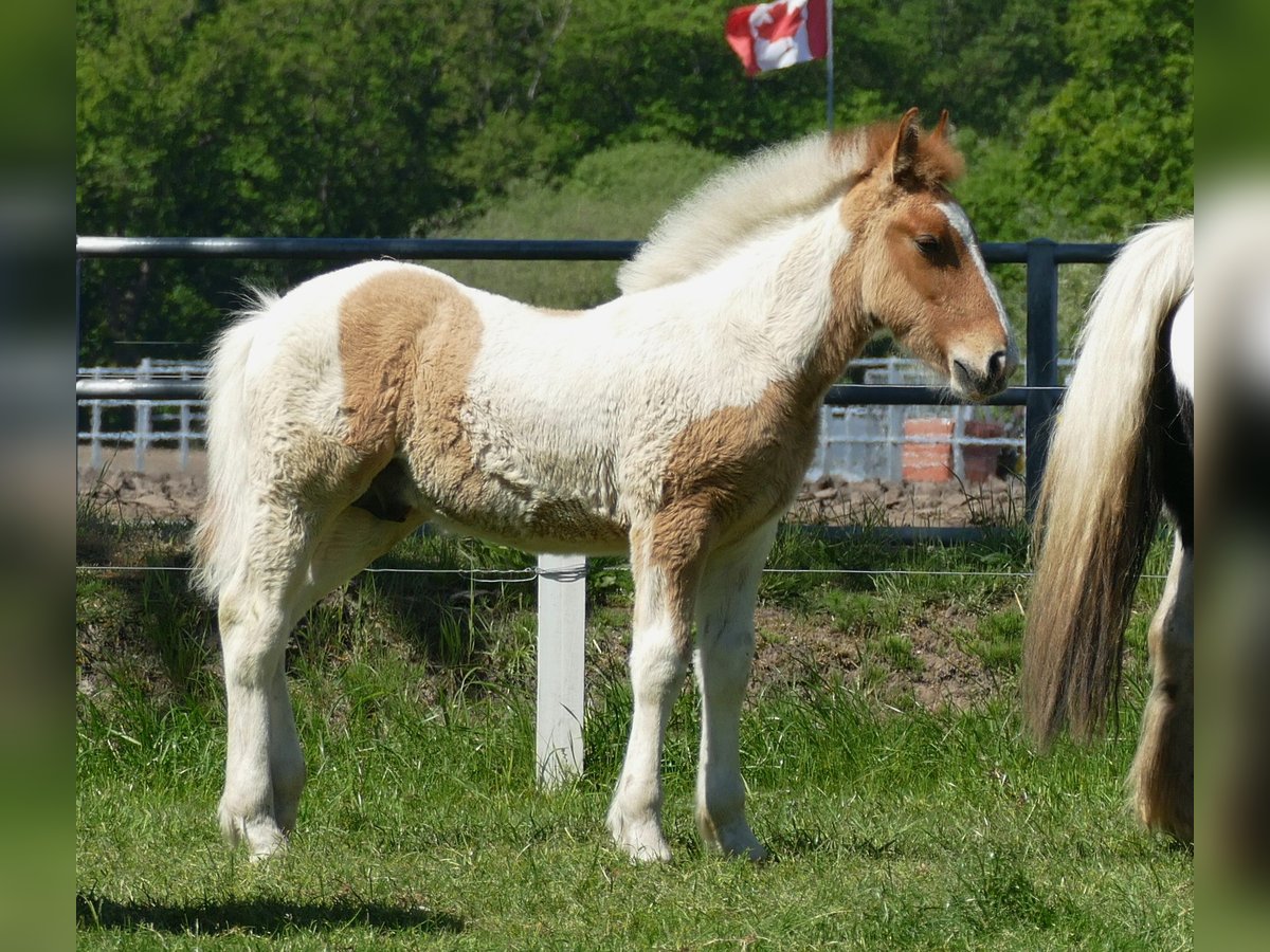 Other Breeds Stallion  14,2 hh Pinto in Lathen