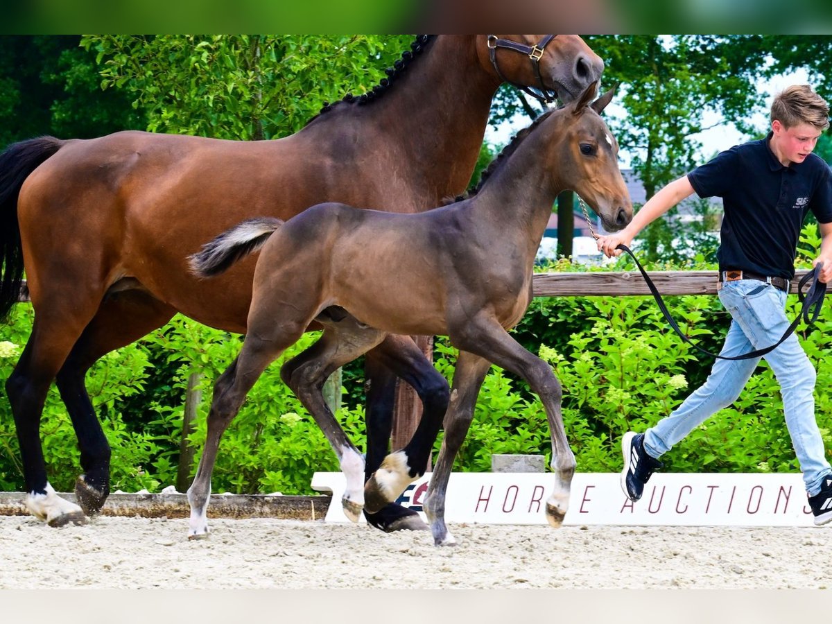 Other Breeds Stallion  Bay-Dark in Bladel