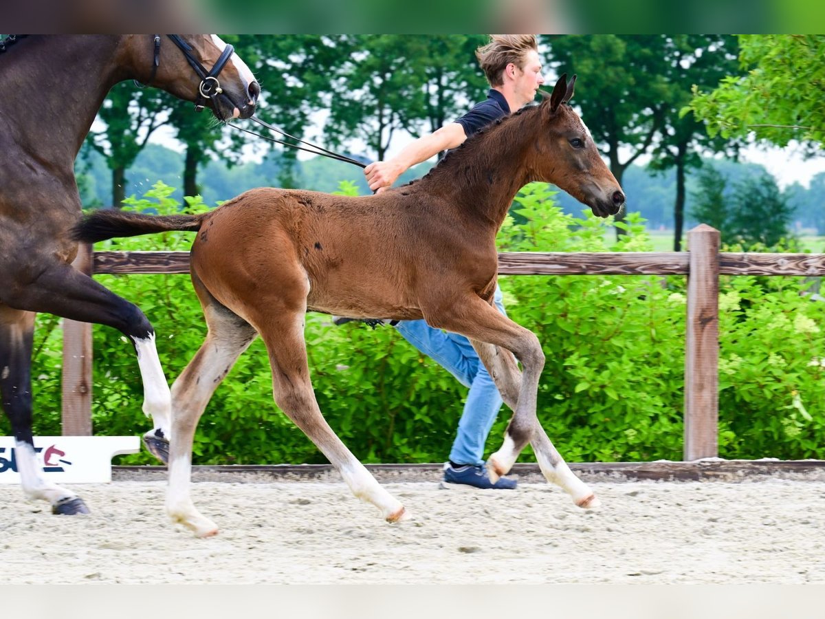 Other Breeds Stallion  Bay-Dark in Bladel