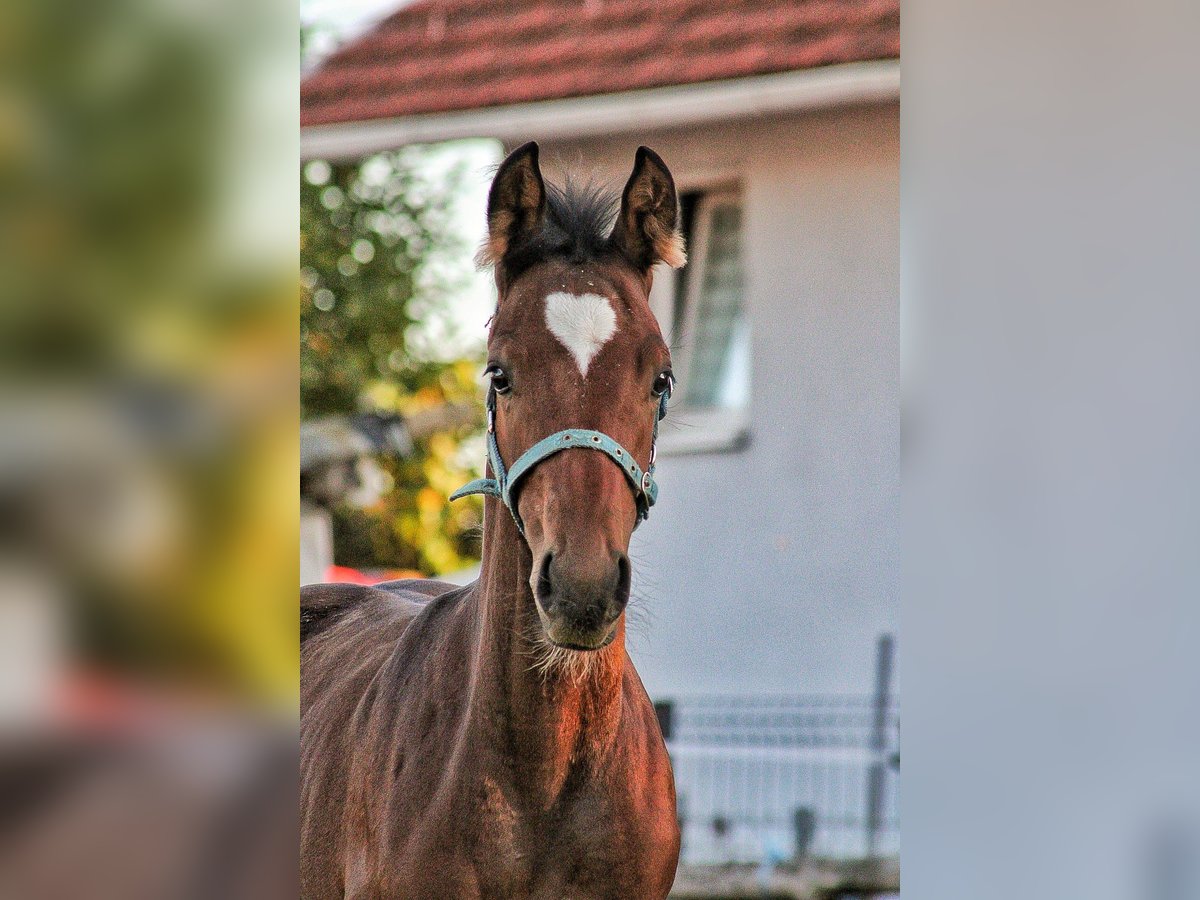 Other Breeds Stallion Foal (05/2025) Bay in ZAGREB
