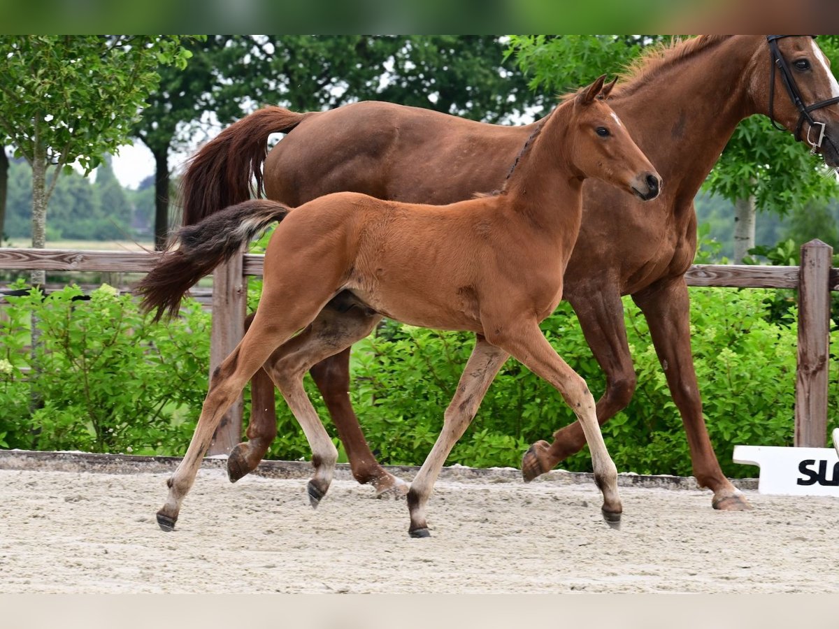 Other Breeds Stallion  Brown in Bladel