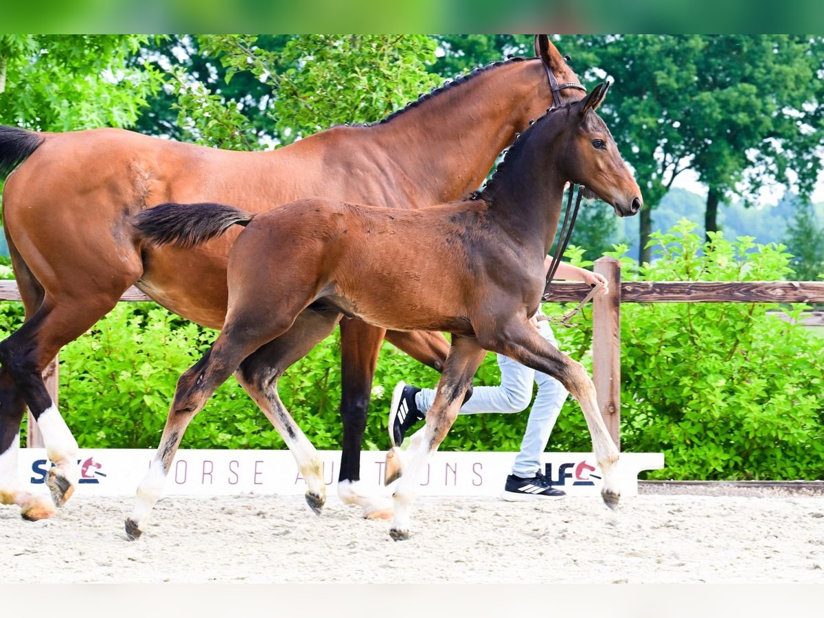 Other Breeds Stallion  Brown in Bladel