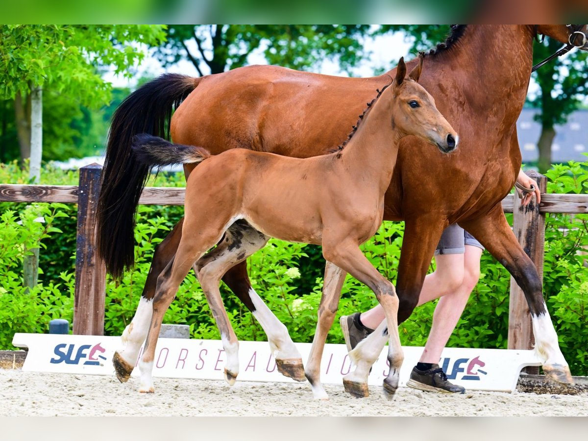 Other Breeds Stallion  Brown in Bladel