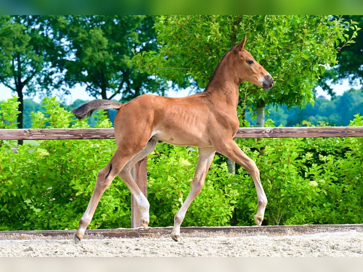 Other Breeds Stallion  Brown in Bladel