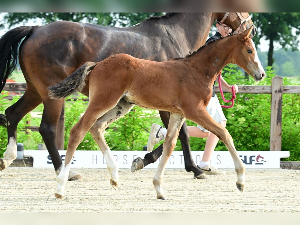 Other Breeds Stallion  Brown in Bladel