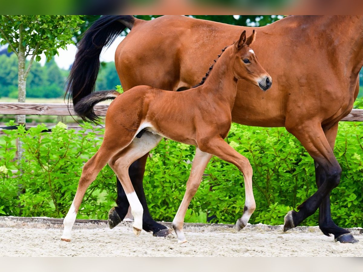 Other Breeds Stallion  Brown in Bladel