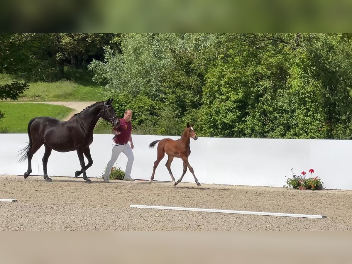 Other Breeds Stallion Foal (04/2024) Brown in Leonberg