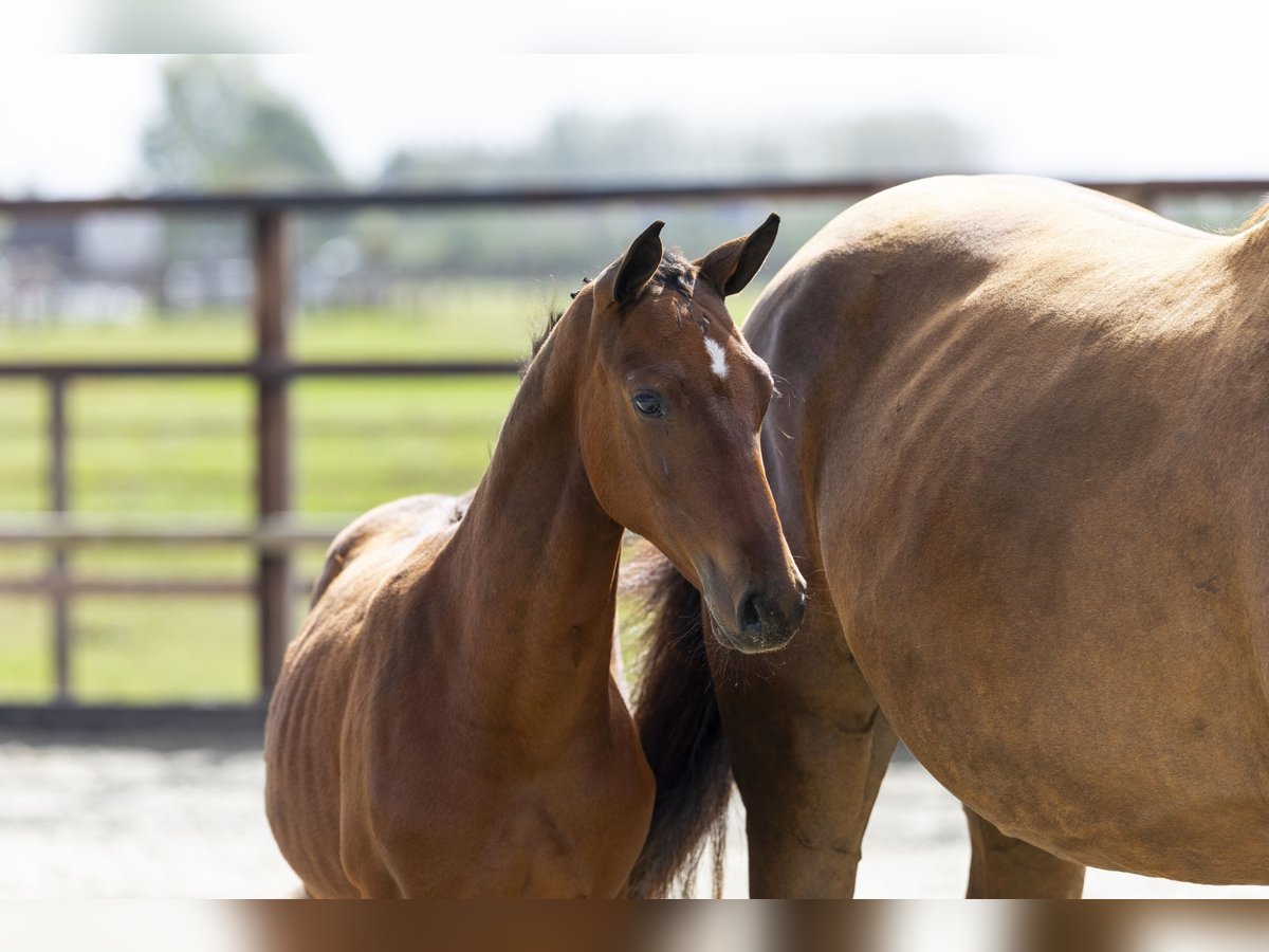 Other Breeds Stallion Foal (04/2025) Brown in Waddinxveen Other Breeds Stallion Foal (04/2025) Brown in Waddinxveen