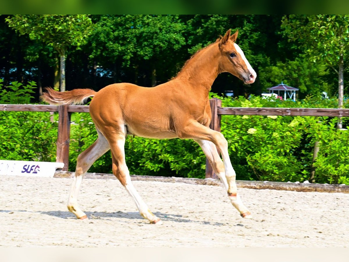 Other Breeds Stallion  Chestnut-Red in Bladel