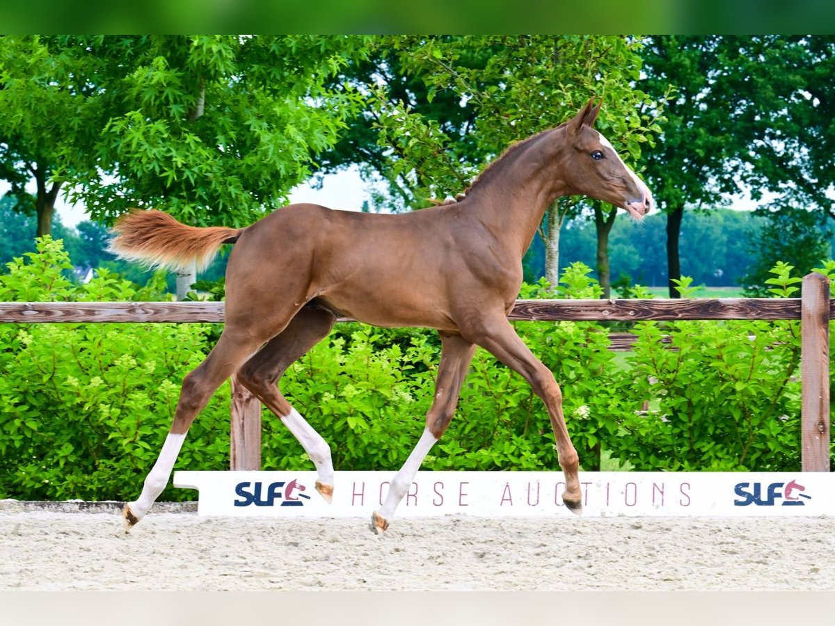 Other Breeds Stallion  Chestnut-Red in Bladel