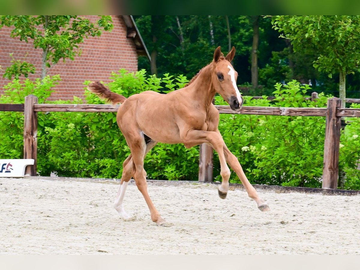 Other Breeds Stallion  Chestnut-Red in Bladel