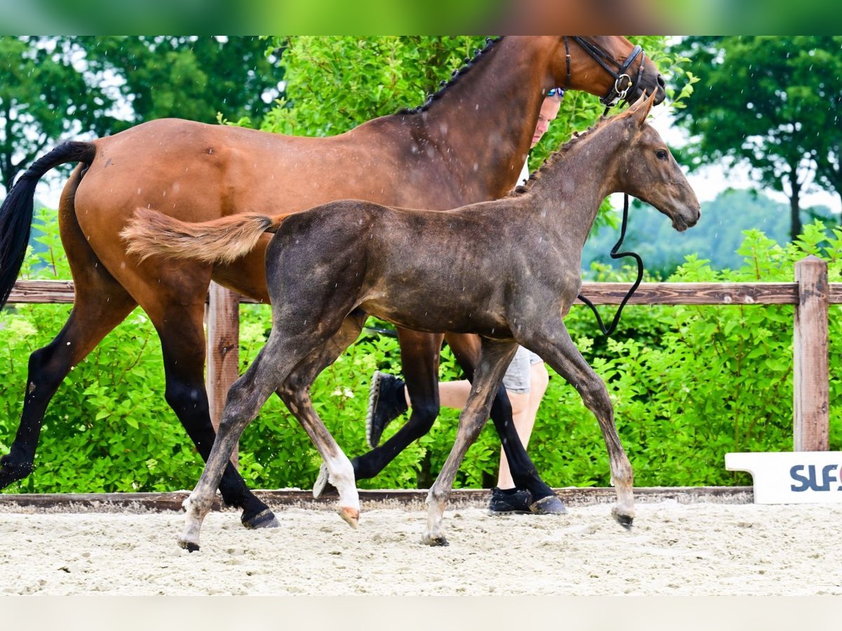 Other Breeds Stallion  Chestnut-Red in Bladel