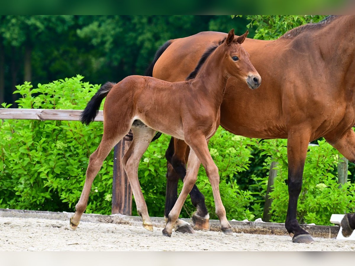 Other Breeds Stallion  in Bladel