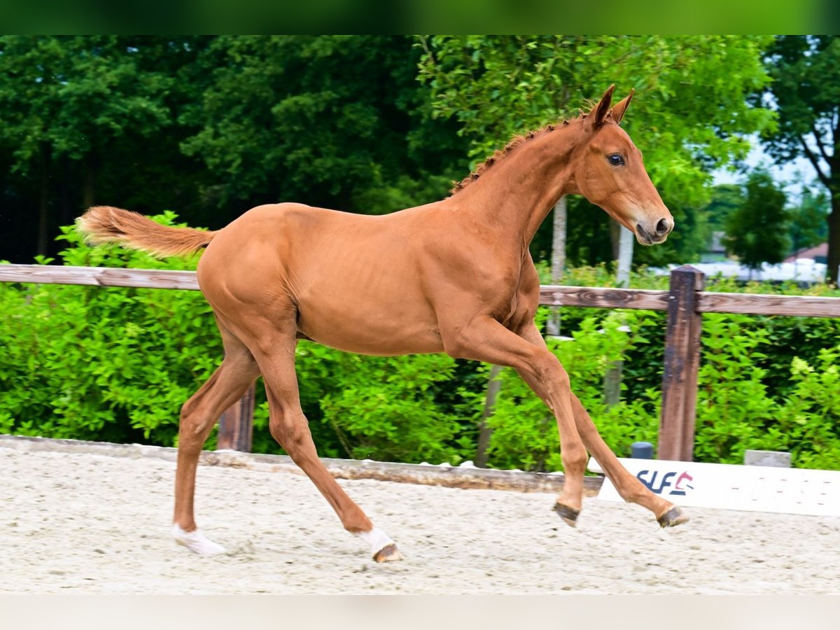 Other Breeds Stallion  in Bladel