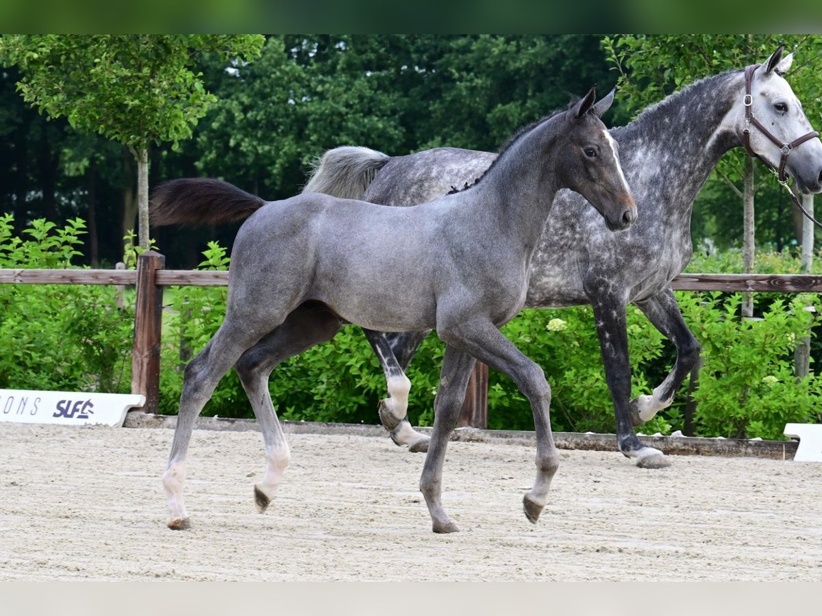 Other Breeds Stallion  in Bladel