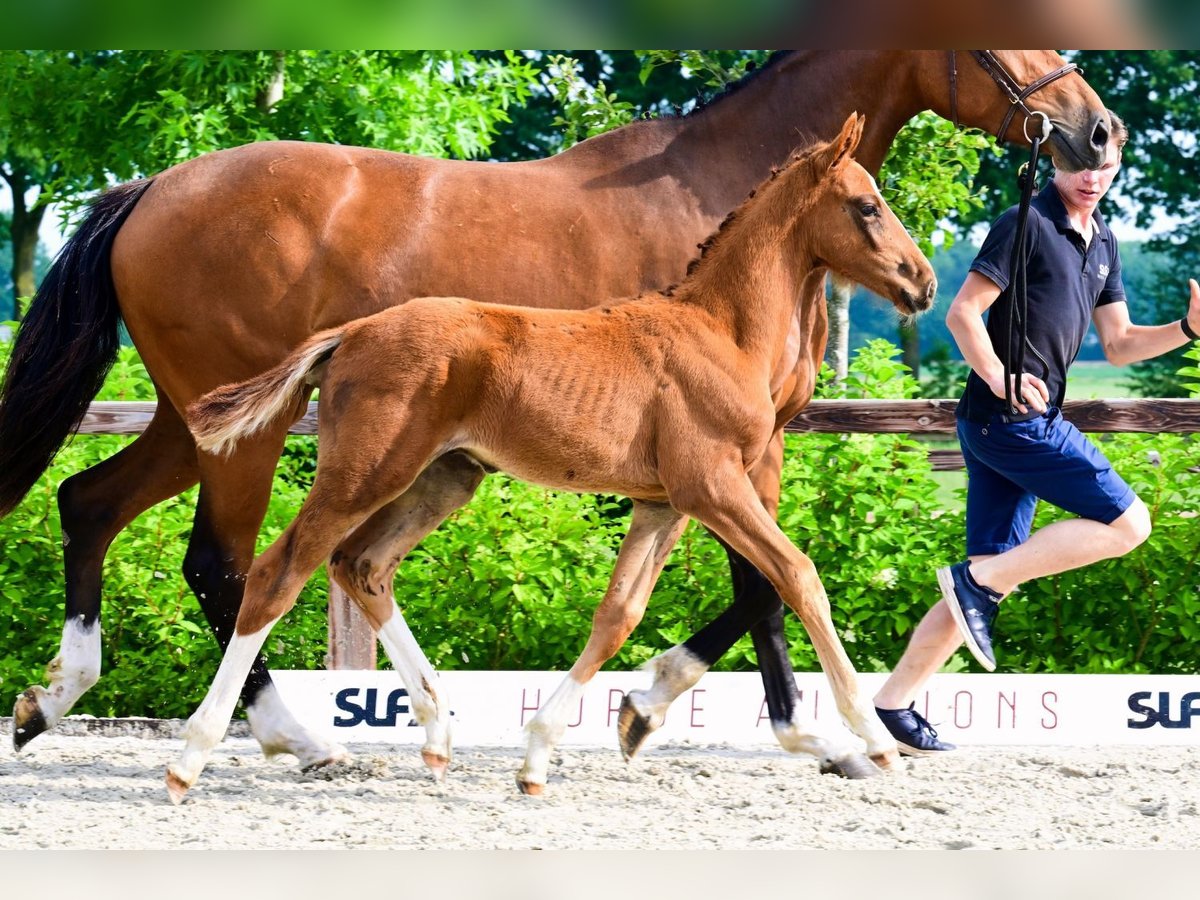 Other Breeds Stallion  in Bladel