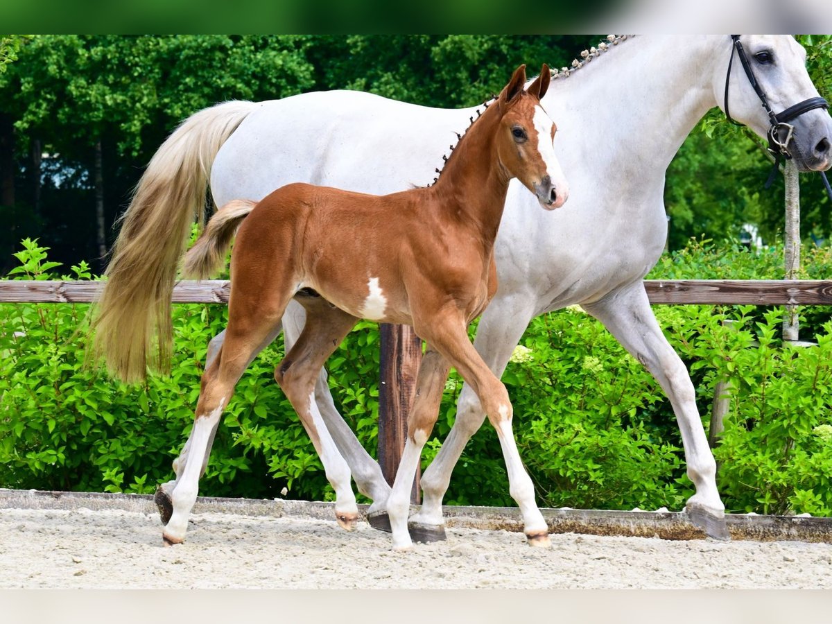 Other Breeds Stallion  in Bladel