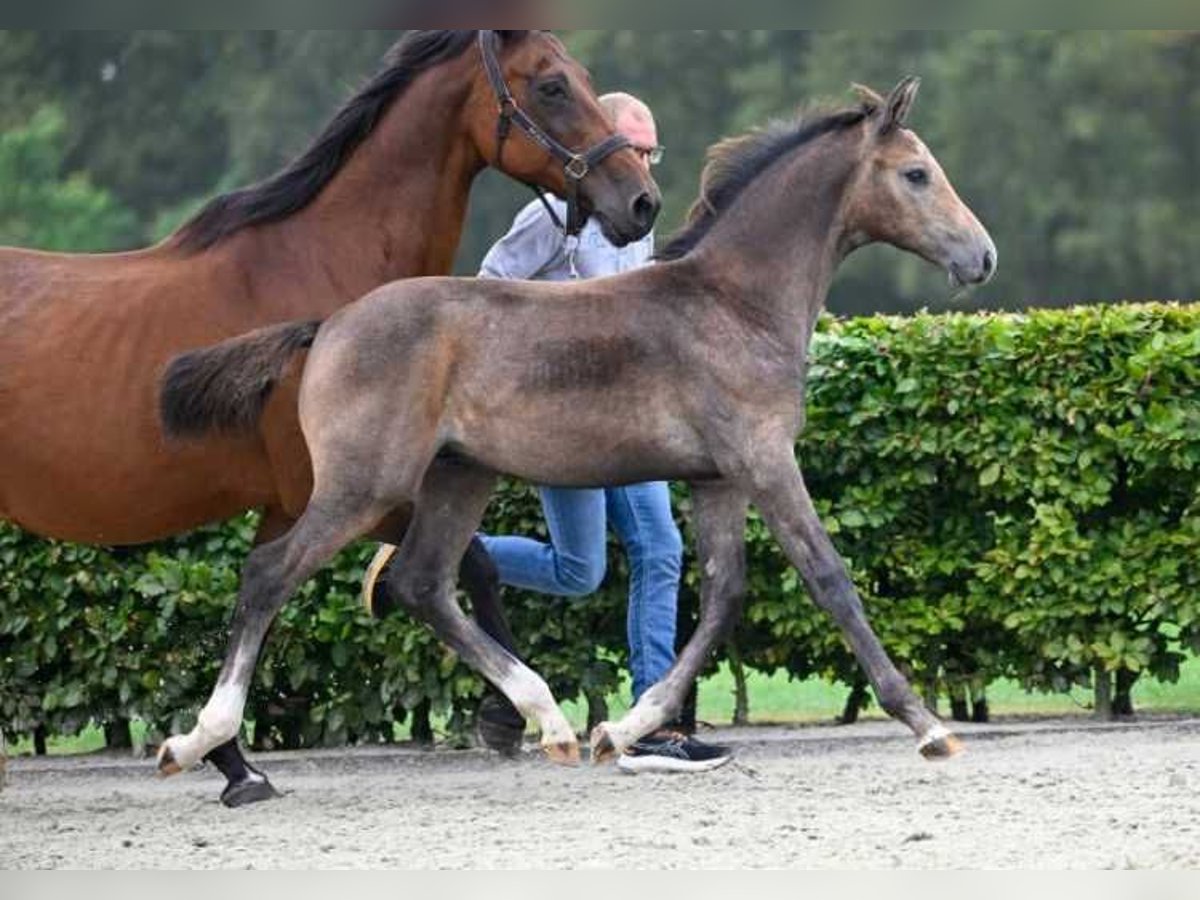 Other Breeds Stallion Foal (05/2024) in Zele