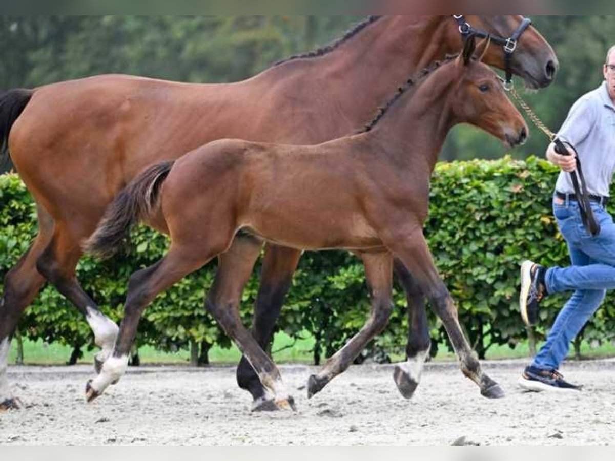 Other Breeds Stallion Foal (06/2024) in Zele