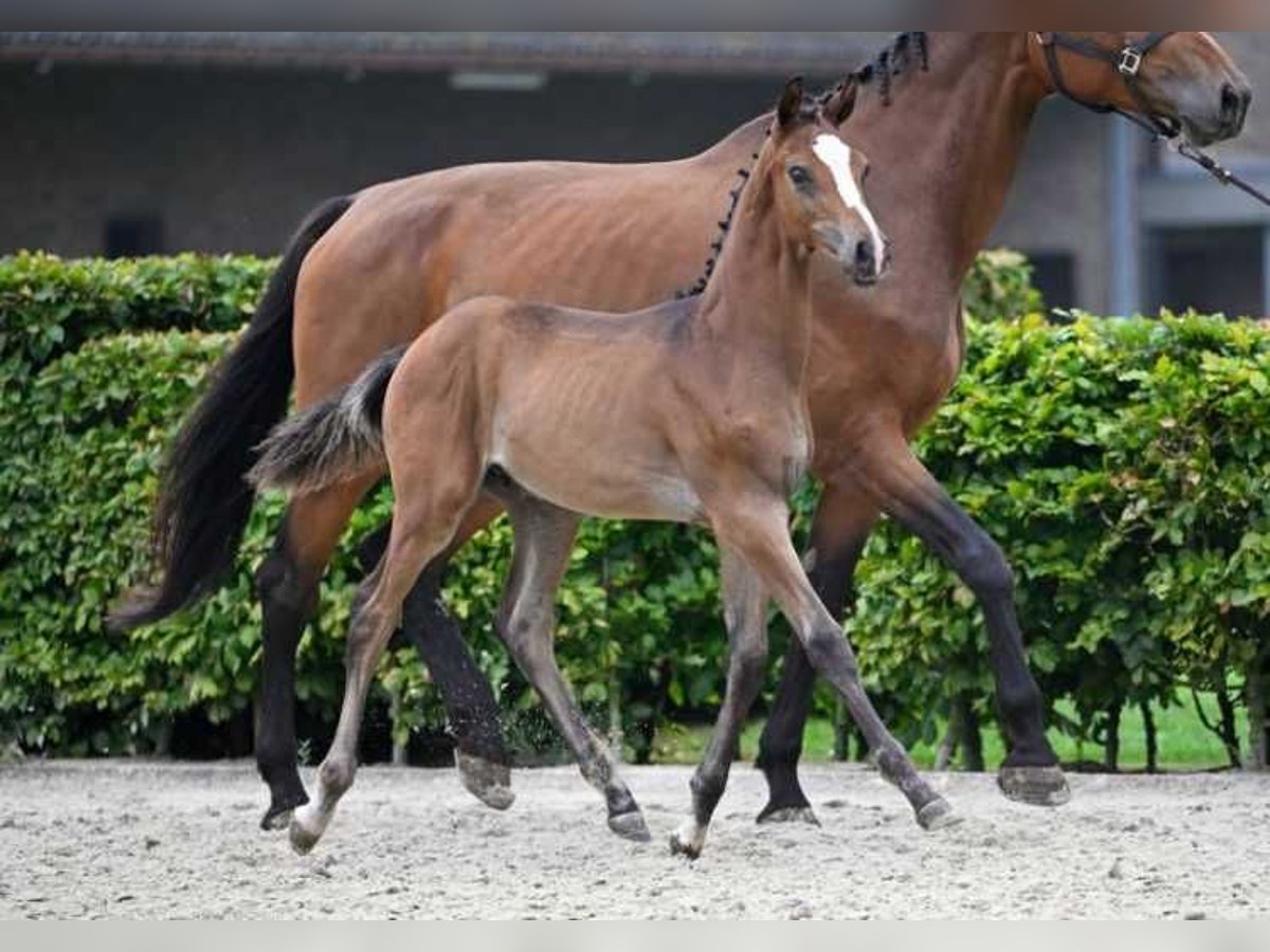 Other Breeds Stallion Foal (05/2024) in Zele