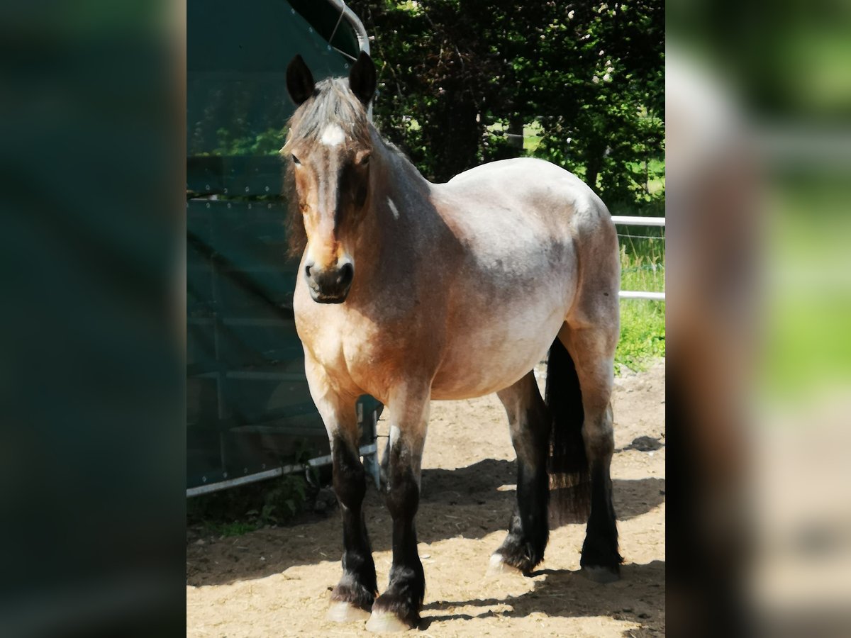 Other Heavy Horses Mix Gelding 24 years 16,1 hh Brown in Norderstedt