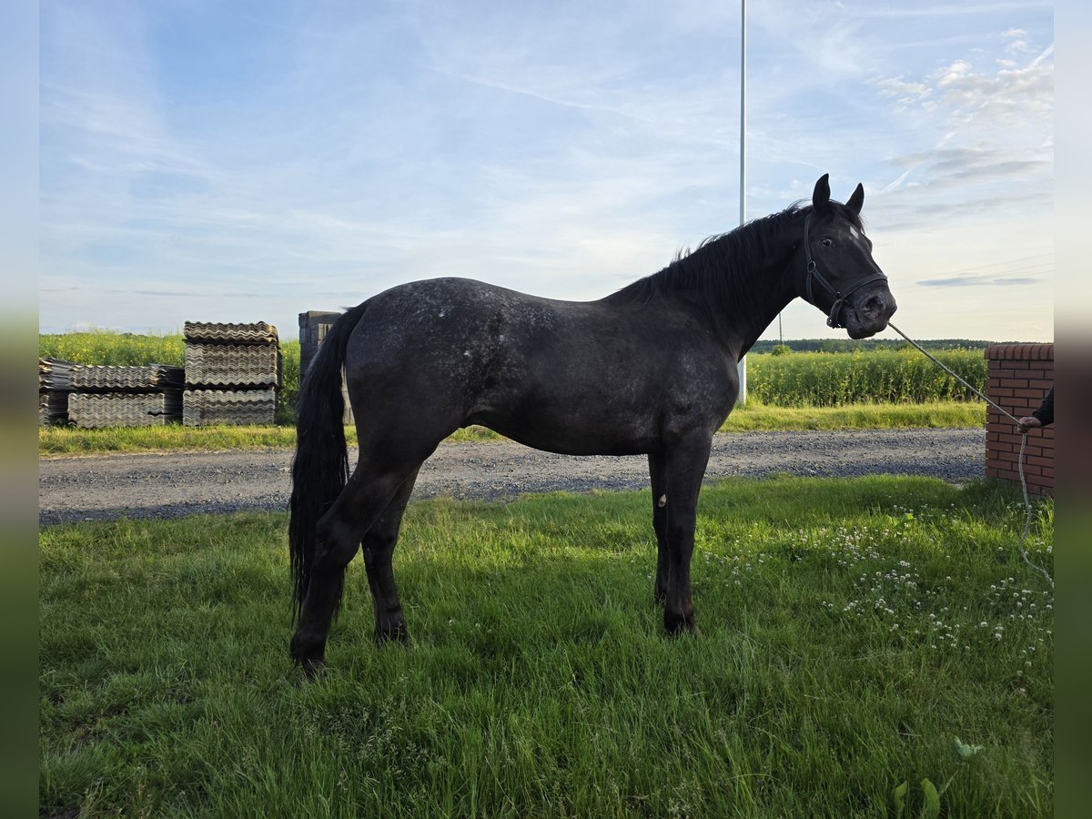 Other Heavy Horses Mix Gelding 2 years 15,2 hh Leopard-Piebald in Lipno