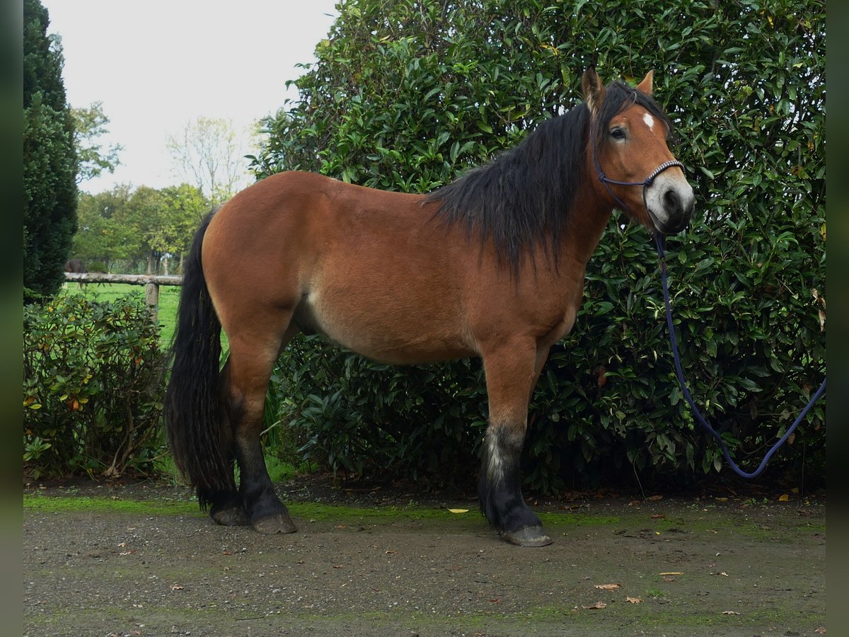 Other Heavy Horses Gelding 3 years 14,2 hh Brown in Lathen