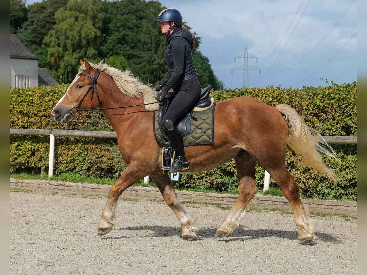 Other Heavy Horses Gelding 3 years 15,2 hh Chestnut-Red in Neustadt (Wied)