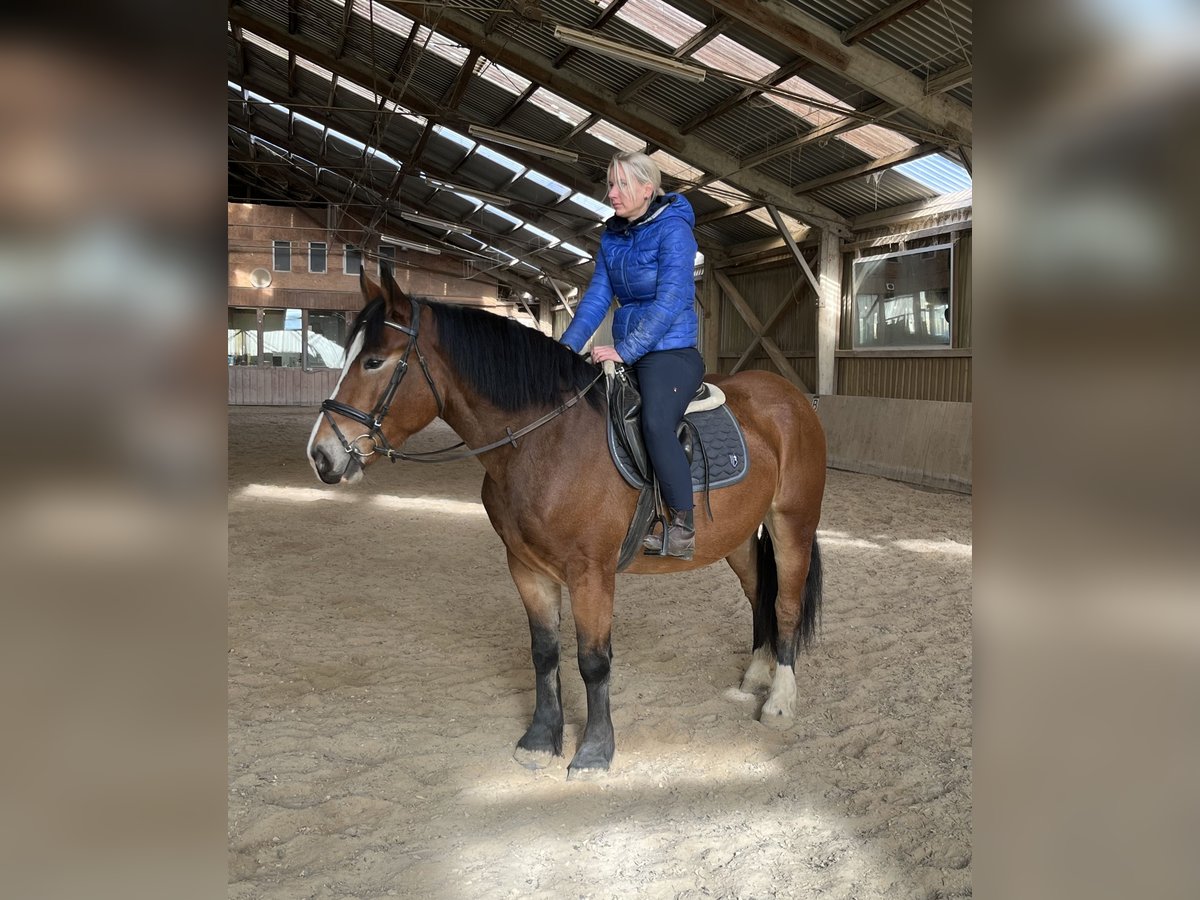 Other Heavy Horses Mix Gelding 4 years 15,1 hh Brown in BrettenBretten