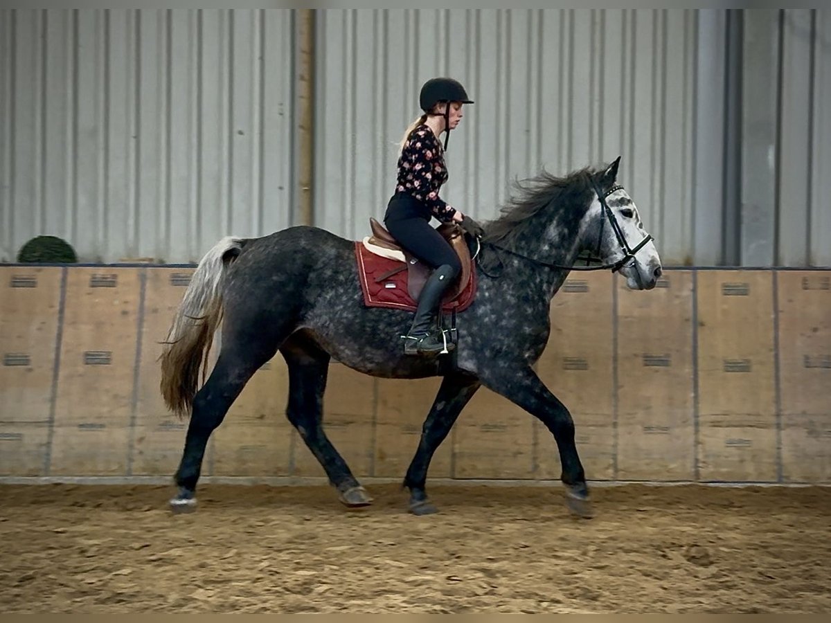 Other Heavy Horses Gelding 4 years 15,1 hh Grey-Blue-Tan in Neustadt (Wied)