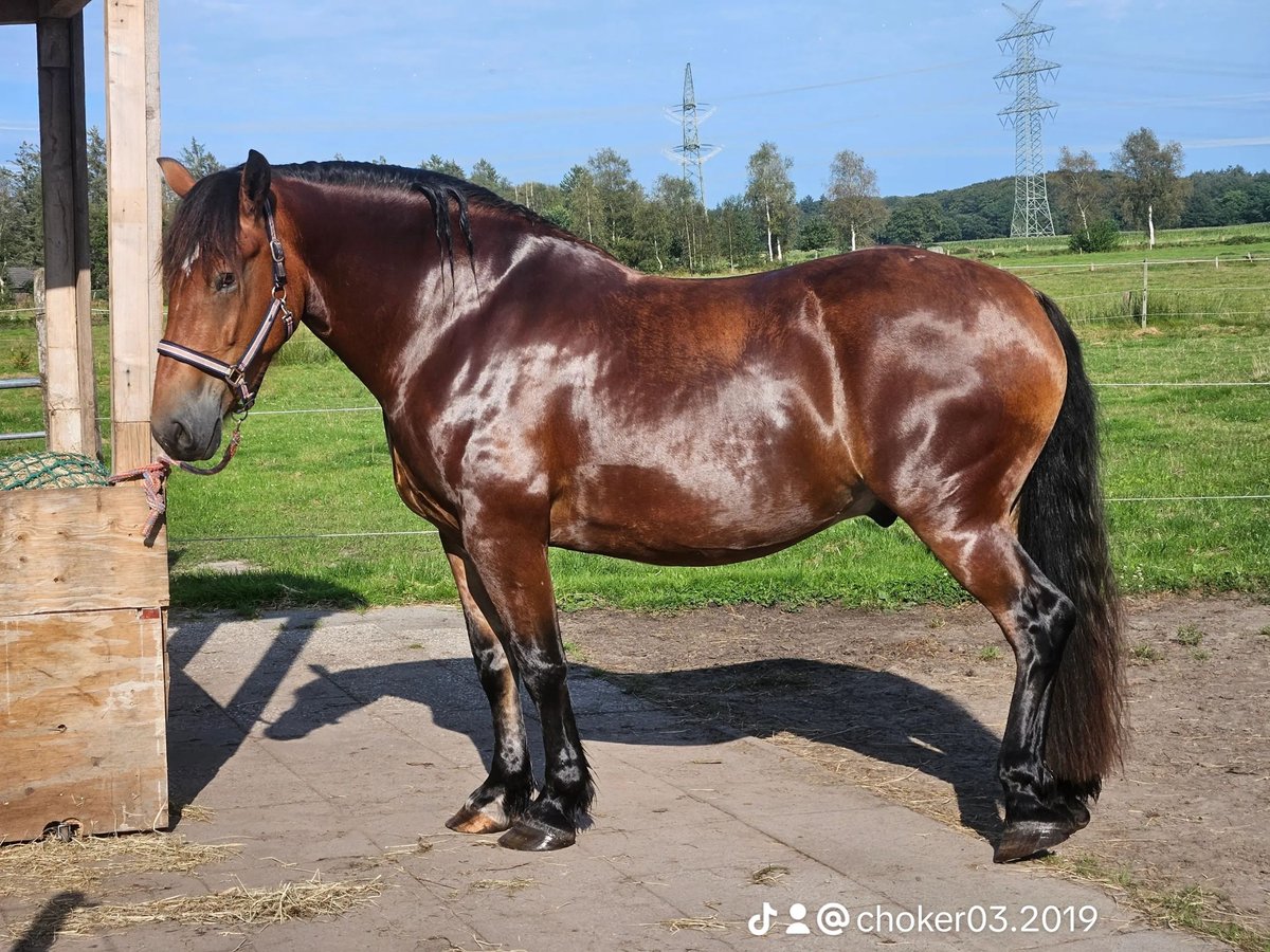 Other Heavy Horses Mix Gelding 4 years 16,2 hh Brown in Bockhorn