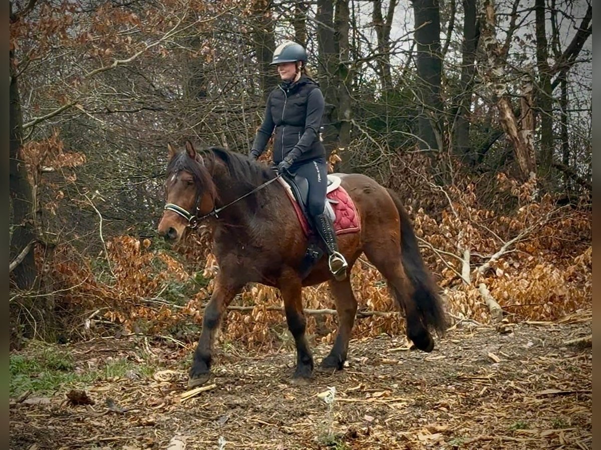 Other Heavy Horses Gelding 5 years 14,2 hh Brown in Neustadt (Wied)