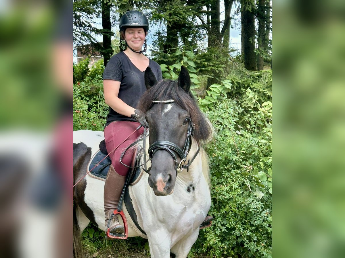 Other Heavy Horses Gelding 5 years 14,2 hh Pinto in Pelmberg