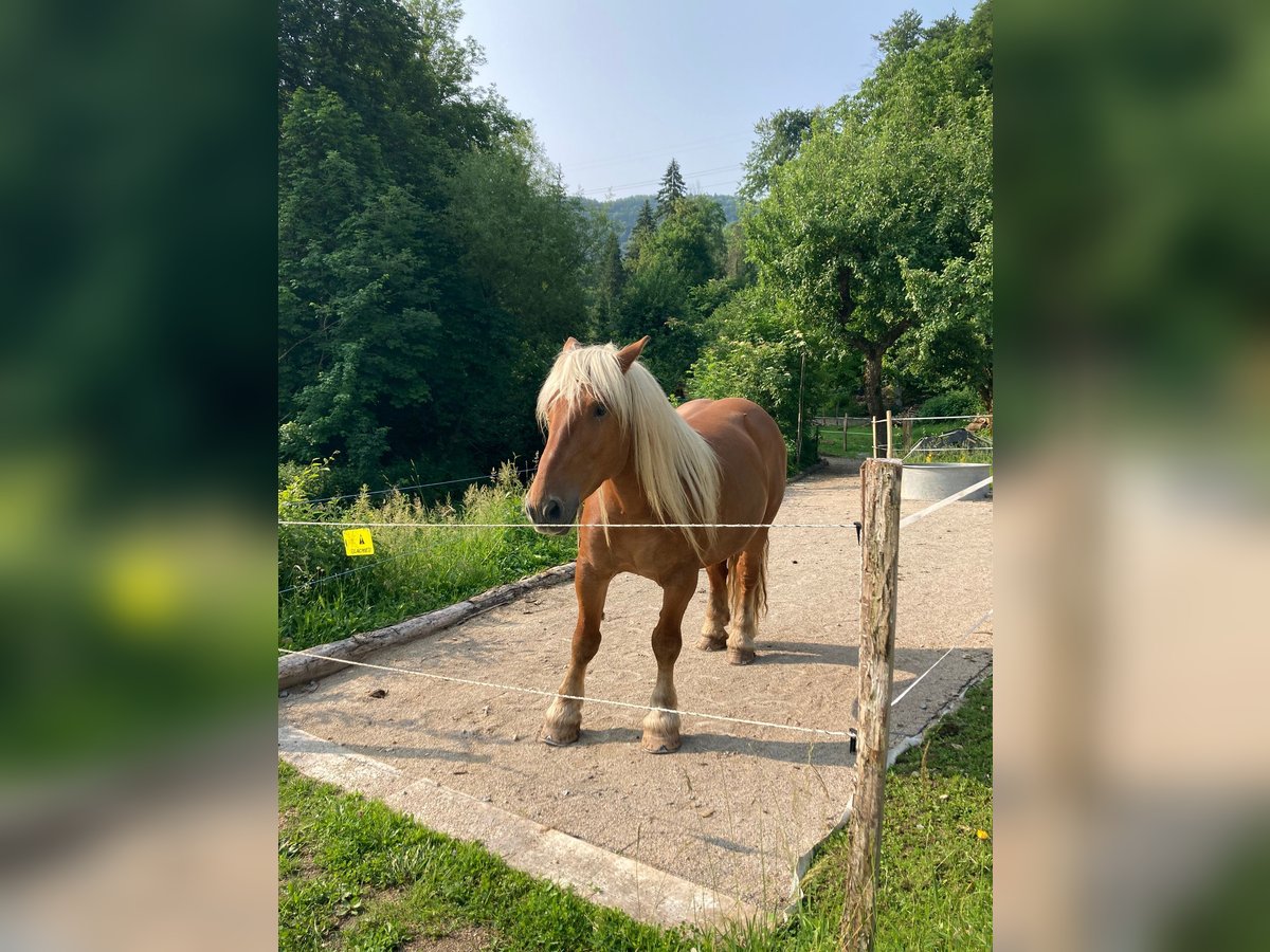 Other Heavy Horses Gelding 5 years 15 hh in Bief