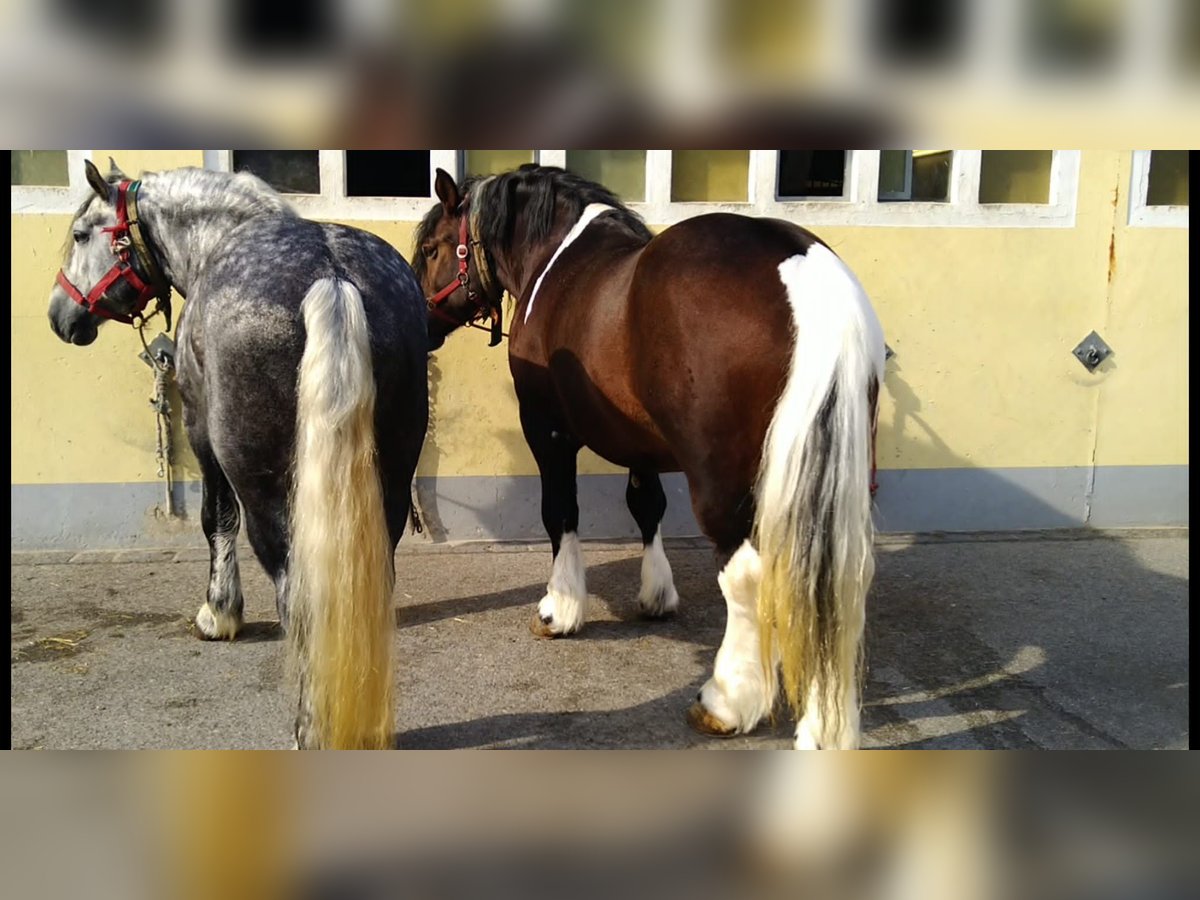 Other Heavy Horses Gelding 5 years 15,2 hh Pinto in KamenzK