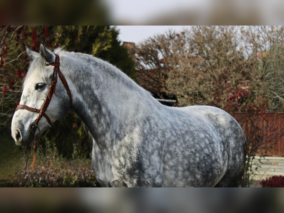Other Heavy Horses Gelding 5 years 16,2 hh Grey in B&#xE9;k&#xE9;s