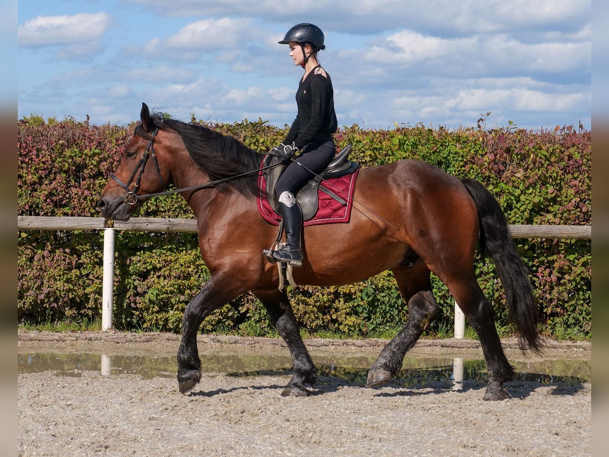 Other Heavy Horses Gelding 6 years 15,2 hh Bay-Dark in Neustadt (Wied)