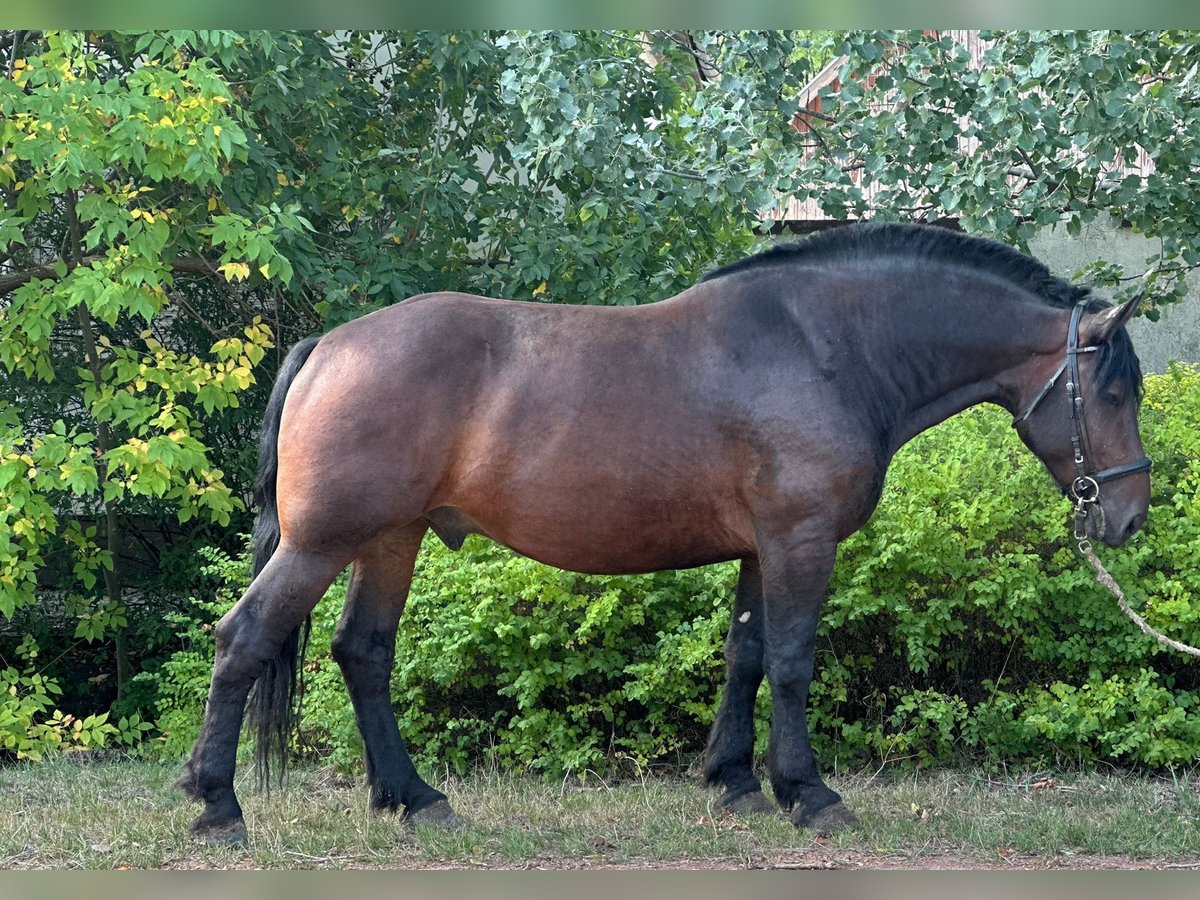 Other Heavy Horses Gelding 6 years 15,3 hh Bay-Dark in &#xD6;cs&#xF6;d