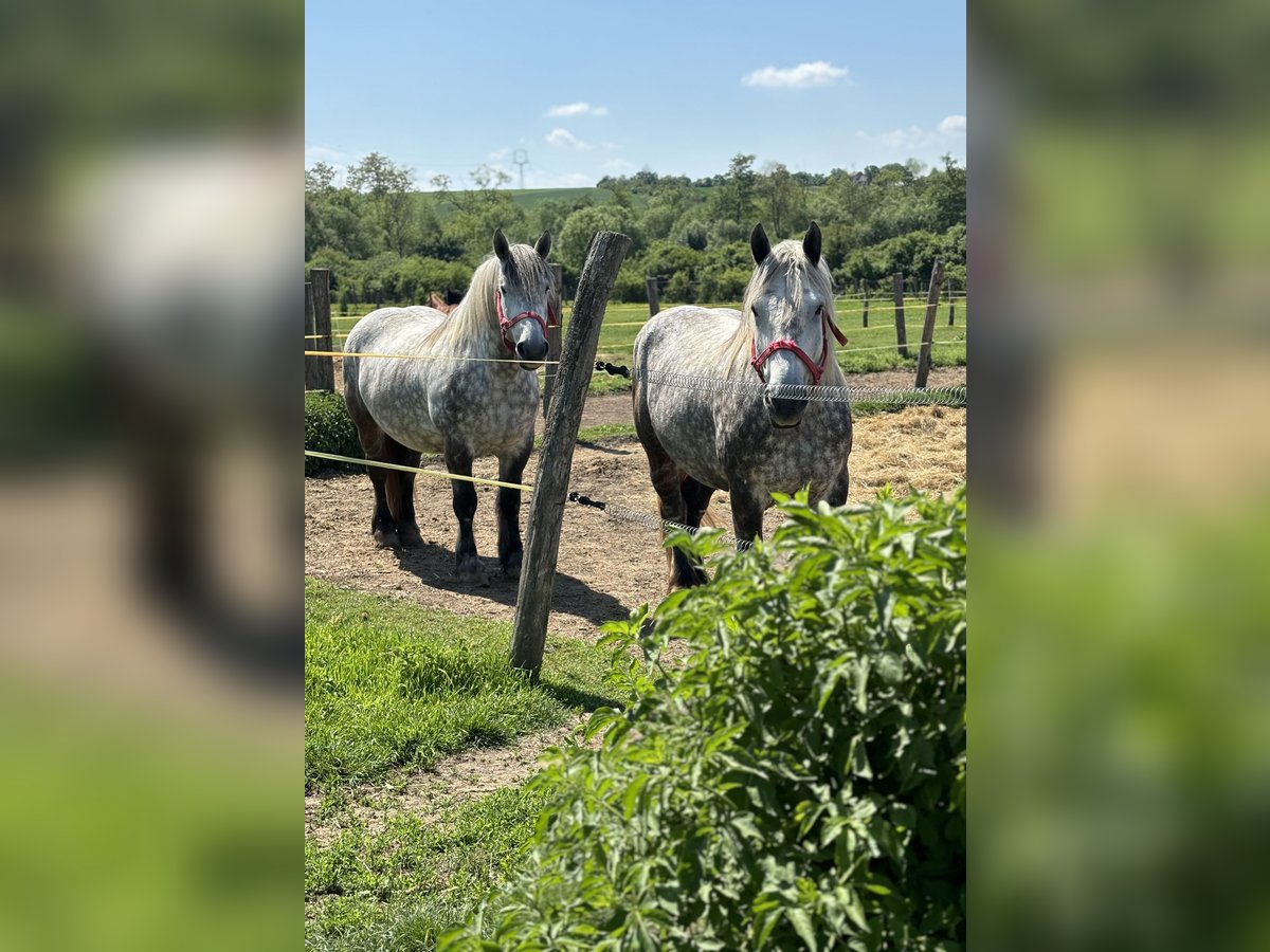Other Heavy Horses Gelding 7 years Gray-Dapple in Levice Slovensko