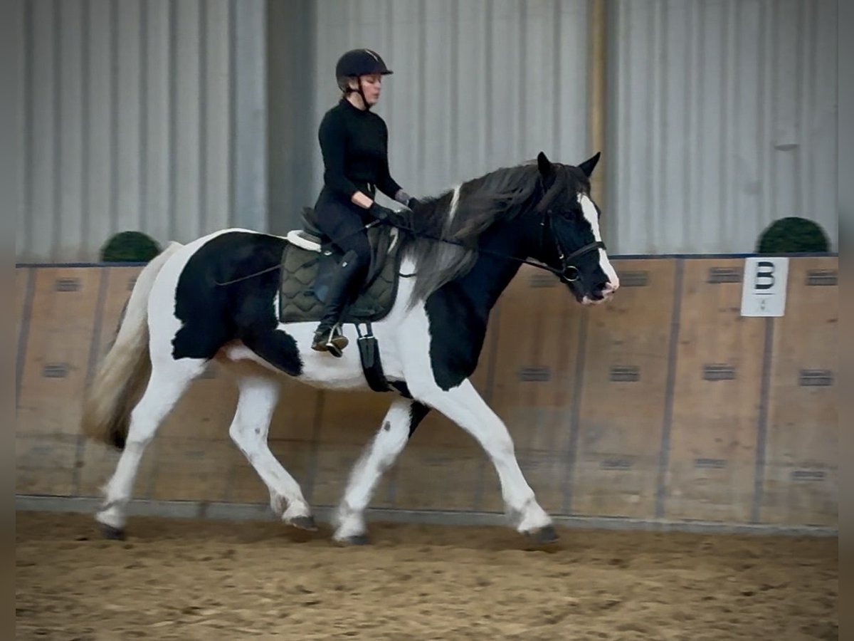 Other Heavy Horses Gelding 8 years 16 hh Pinto in Neustadt (Wied)