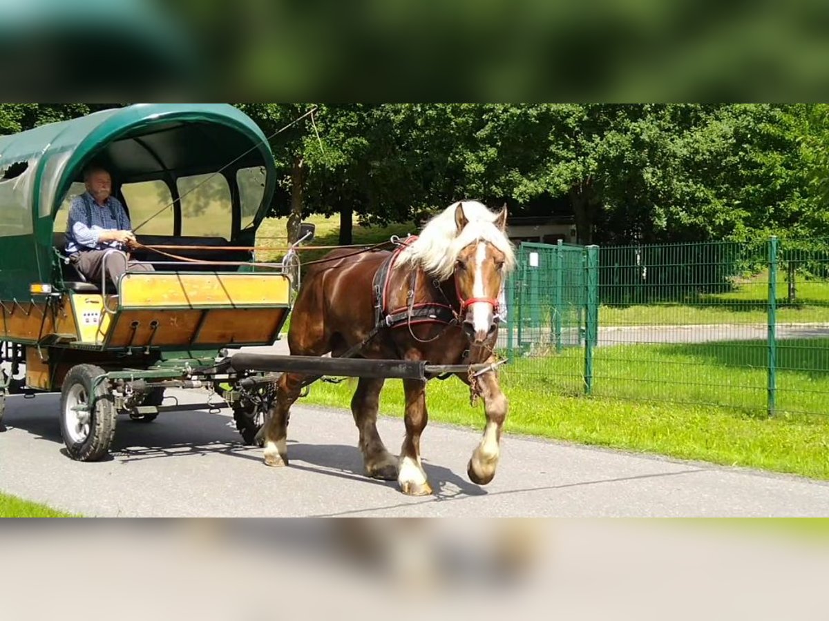 Other Heavy Horses Gelding 8 years 16,1 hh Chestnut-Red in Kamenz