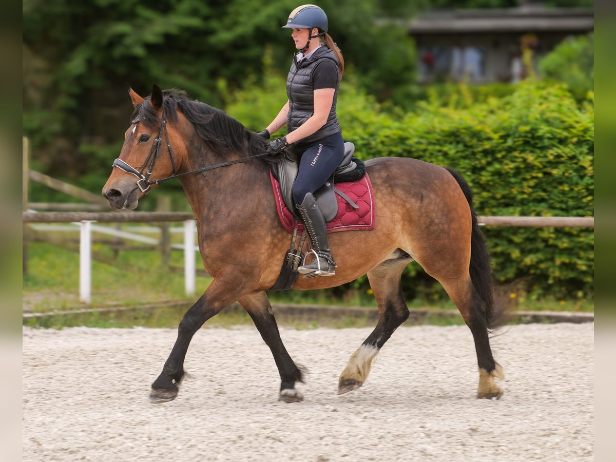 Other Heavy Horses Mix Mare 11 years 15,1 hh Brown in Neustadt (Wied)