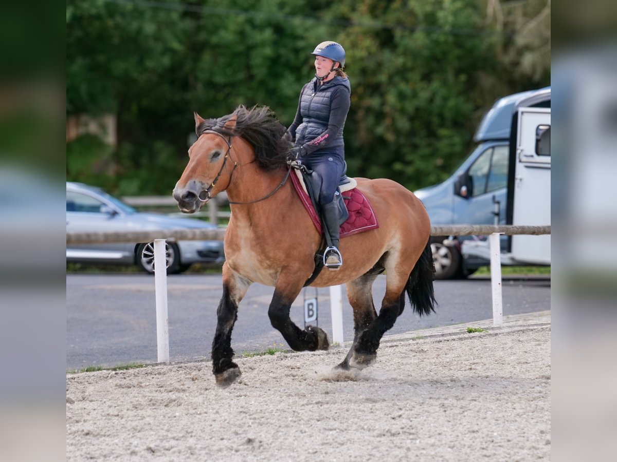 Other Heavy Horses Mare 13 years 15 hh Brown in Neustadt (Wied)